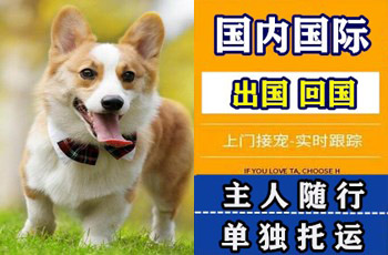 东丽区宠物托运公司东丽区宠物托运公司东丽区宠物托运公司