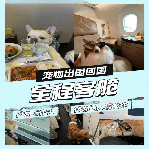 东丽区宠物托运到白俄罗斯宠物入境规定和要求